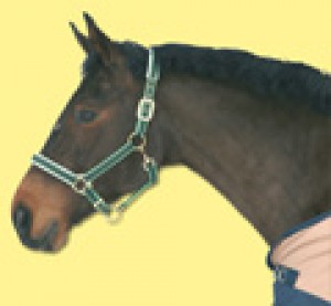 Obrázok