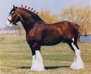 Obrázok