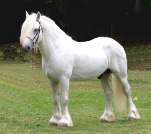 Obrázok
