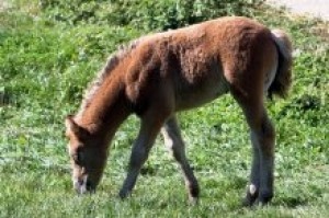 Obrázok