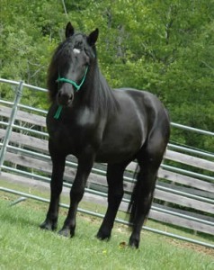 Obrázok